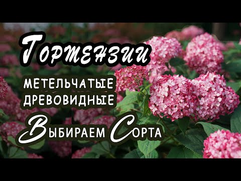 Гортензия Кандибель Фото Гортензия Кандибель Фото